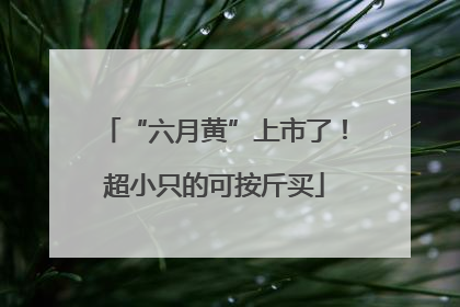 “六月黄”上市了！超小只的可按斤买