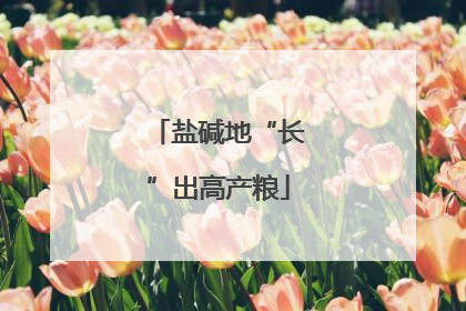 盐碱地“长”出高产粮