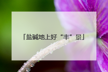 盐碱地上好“丰”景