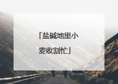 盐碱地里小麦收割忙