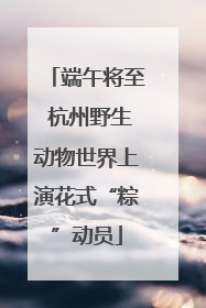 端午将至 杭州野生动物世界上演花式“粽”动员