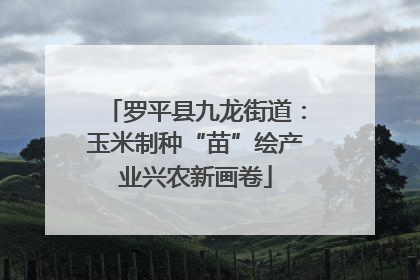 罗平县九龙街道：玉米制种“苗”绘产业兴农新画卷