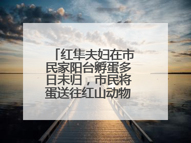 红隼夫妇在市民家阳台孵蛋多日未归，市民将蛋送往红山动物园“抢救”