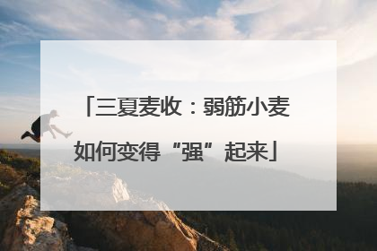 三夏麦收：弱筋小麦如何变得“强”起来