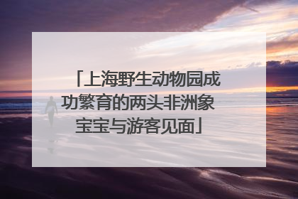 上海野生动物园成功繁育的两头非洲象宝宝与游客见面
