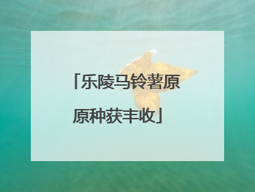 乐陵马铃薯原原种获丰收