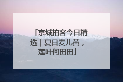 京城拍客今日精选｜夏日麦儿黄，莲叶何田田