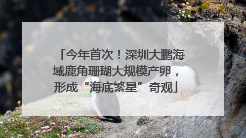 今年首次！深圳大鹏海域鹿角珊瑚大规模产卵，形成“海底繁星”奇观