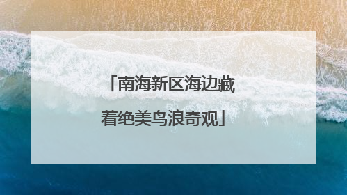 南海新区海边藏着绝美鸟浪奇观