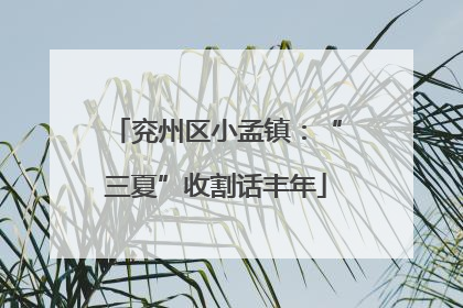 兖州区小孟镇：“三夏”收割话丰年