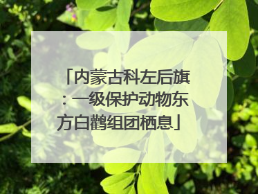 内蒙古科左后旗：一级保护动物东方白鹳组团栖息