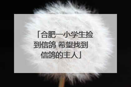 合肥一小学生捡到信鸽 希望找到信鸽的主人