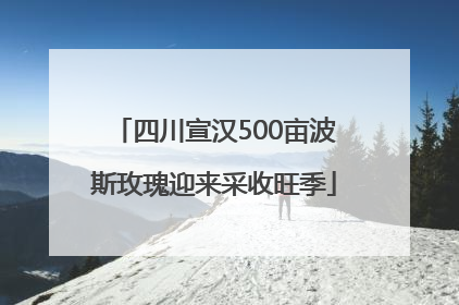 四川宣汉500亩波斯玫瑰迎来采收旺季