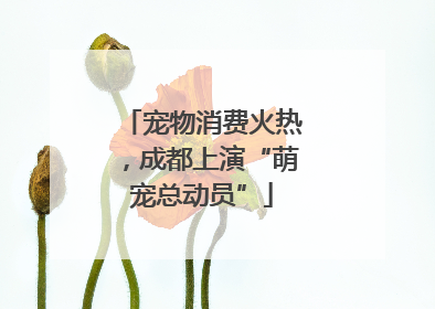 宠物消费火热，成都上演“萌宠总动员”