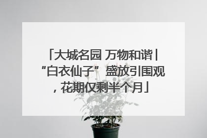 大城名园 万物和谐│“白衣仙子”盛放引围观，花期仅剩半个月