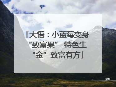大悟：小蓝莓变身“致富果” 特色生“金”致富有方