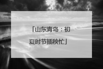 山东青岛：初夏时节插秧忙