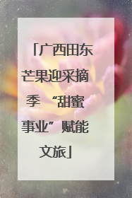 广西田东芒果迎采摘季 “甜蜜事业”赋能文旅