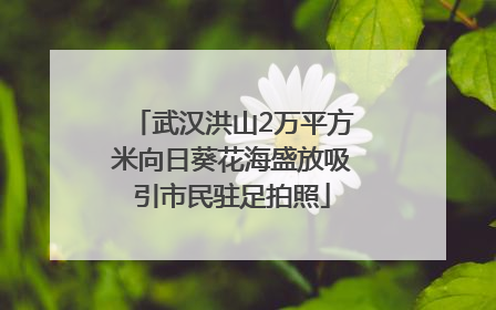 武汉洪山2万平方米向日葵花海盛放吸引市民驻足拍照