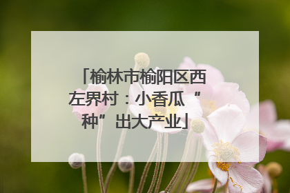 榆林市榆阳区西左界村：小香瓜“种”出大产业