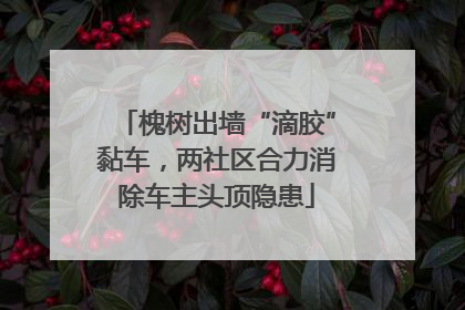 槐树出墙“滴胶”黏车，两社区合力消除车主头顶隐患