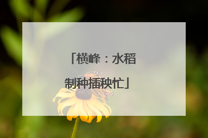 横峰：水稻制种插秧忙