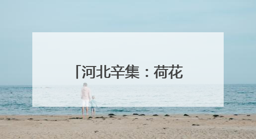 河北辛集：荷花盛开引客来 夏日打卡添新景