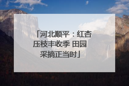 河北顺平：红杏压枝丰收季 田园采摘正当时