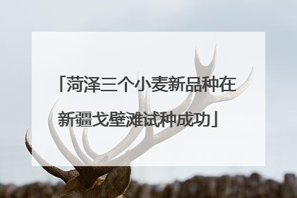 菏泽三个小麦新品种在新疆戈壁滩试种成功