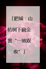 肥城：山楂树下藏金薯“一地双收”