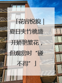 花容悦貌｜夏日夹竹桃盛开娇艳繁花，但观赏时“碰不得”
