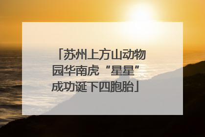 苏州上方山动物园华南虎“星星”成功诞下四胞胎
