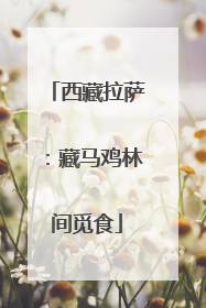 西藏拉萨：藏马鸡林间觅食