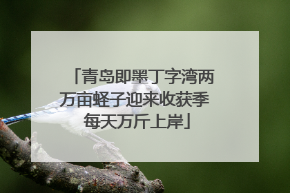 青岛即墨丁字湾两万亩蛏子迎来收获季 每天万斤上岸